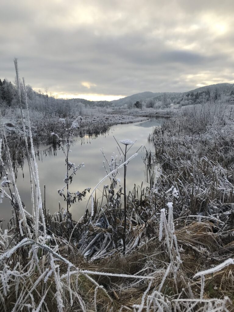 Naturen i Losby-dalen om vinteren